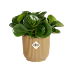 vibes fold rund mini 11cm buttergelb